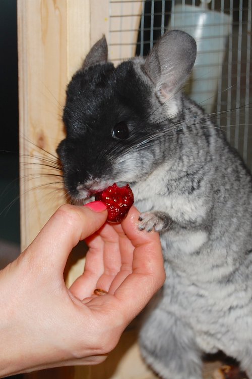 Cherry mouse